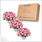 Live Flowering New Guinea Impatiens - Salmon (3 Plants Per Pack), Beautiful Shade Flowers, 12" Tall by 5" Wide in 1 Qt Pot