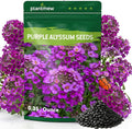 Alyssum Seeds for Planting - Purple Royal Carpet, Sweet Purple Alyssum Flower Seeds, Fragrant Perennial Ground Cover Seeds for Garden Beds, Borders and Containers.