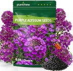 Alyssum Seeds for Planting - Purple Royal Carpet, Sweet Purple Alyssum Flower Seeds, Fragrant Perennial Ground Cover Seeds for Garden Beds, Borders and Containers.