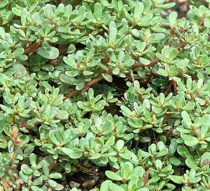 500+ Golden Purslane Seeds Portulaca Sativa Leafy Vegetables Garden Plant