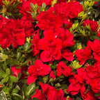 1 Gal Encore Azalea Autumn Bonfire