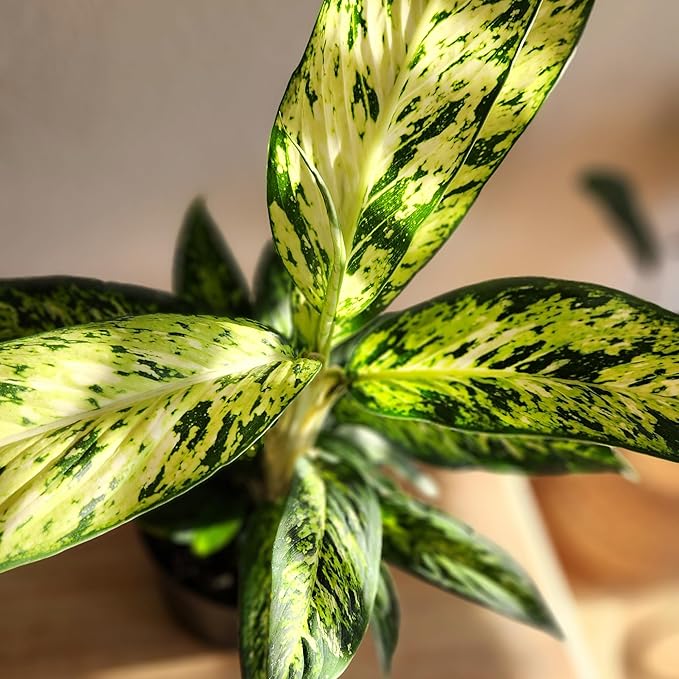 Dieffenbachia 'Starbright', Dumb Cane Live Houseplant Decor in 6" White Pot, Easy Dumbcane Gift, Unique Dieffenbachia Houseplants, Uncommon Desk Plants & Decorative Plants by Plants for Pets