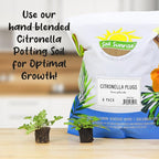Live Citronella Geranium Plant Plugs (6-Pack), Pelargonium Citronella Scented Seedlings