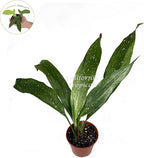 Aspidistra Elatior 'Milky Way' - 4" from California Tropicals