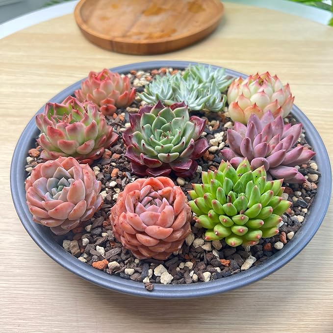 12 Pack Live Rosette Succulent Plants 1.5-2.5" – Assorted Mini Echeveria Succulents Bare Root, Low Maintenance Succulent Variety Pack for Wedding Favors, Gifts, DIY Projects