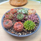 12 Pack Live Rosette Succulent Plants 1.5-2.5" – Assorted Mini Echeveria Succulents Bare Root, Low Maintenance Succulent Variety Pack for Wedding Favors, Gifts, DIY Projects