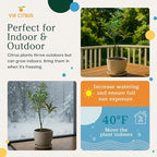 Grafted Kumquat Live Tree 13" - 22" Tall Sweet Fruiting Fruit Tree for Indoor Outdoor Plant Growing Live Citrus Plant Mothers Day Gift for Mom Home Garden Use, Cannot Ship CA AL AZ TX LA by Via Citrus