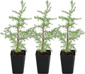 My Shelfie – Arizona Cypress Bonsai Starter Tree (Cupressus arizonica), Live Evergreen Plant for Indoor or Outdoor Bonsai Forest Garden, Home & Living Room Décor (3)