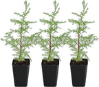 My Shelfie – Arizona Cypress Bonsai Starter Tree (Cupressus arizonica), Live Evergreen Plant for Indoor or Outdoor Bonsai Forest Garden, Home & Living Room Décor (3)