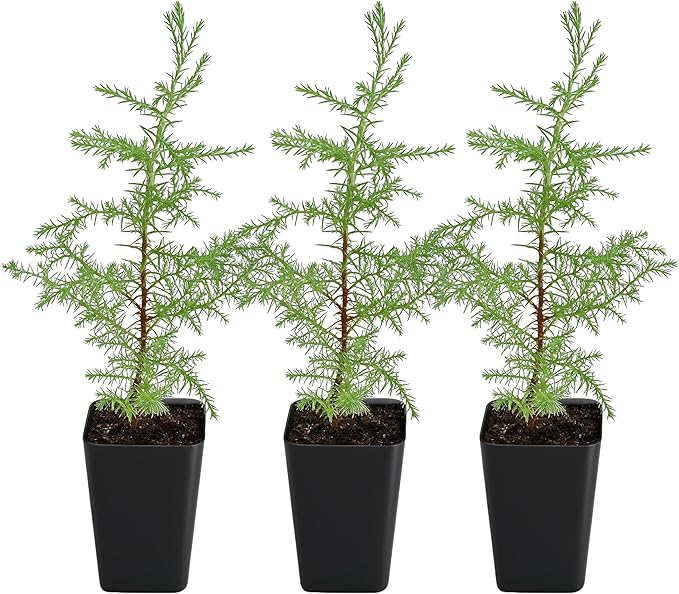 My Shelfie – Arizona Cypress Bonsai Starter Tree (Cupressus arizonica), Live Evergreen Plant for Indoor or Outdoor Bonsai Forest Garden, Home & Living Room Décor (3)
