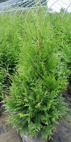 Live Plant Thuja-X Green Giant Evergreen Tree (Western Arborvitae), 3-Gallon Fully Potted Plant from Green Promise Farms