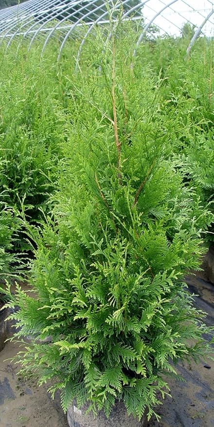 Live Plant Thuja-X Green Giant Evergreen Tree (Western Arborvitae), 3-Gallon Fully Potted Plant from Green Promise Farms