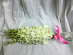 eflowerwholesale - Premium Cut Orchids (White 10 stems Orchids) Gift for Graduation, Birthday, Sympathy, Anniversary, Get Well, Thank You, Valentine, (Support Small Business)