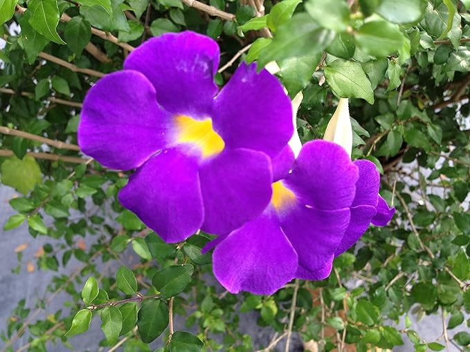 Kings Mantle - Thunbergia erecta - Live Shrub Plant - Vivid Purple Yellow Flower -Emerald Goddess Gardens - Starter Sz 4 Inch Pot