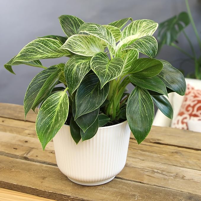 Variegated Philodendron Birkin House Plant Gift & Decor, Powerful Air Purifying Plant, Easy to Grow, Upright Philodendrons, Popular Live Indoor Plants, Includes 6" White Décor Pot, Unique Houseplants