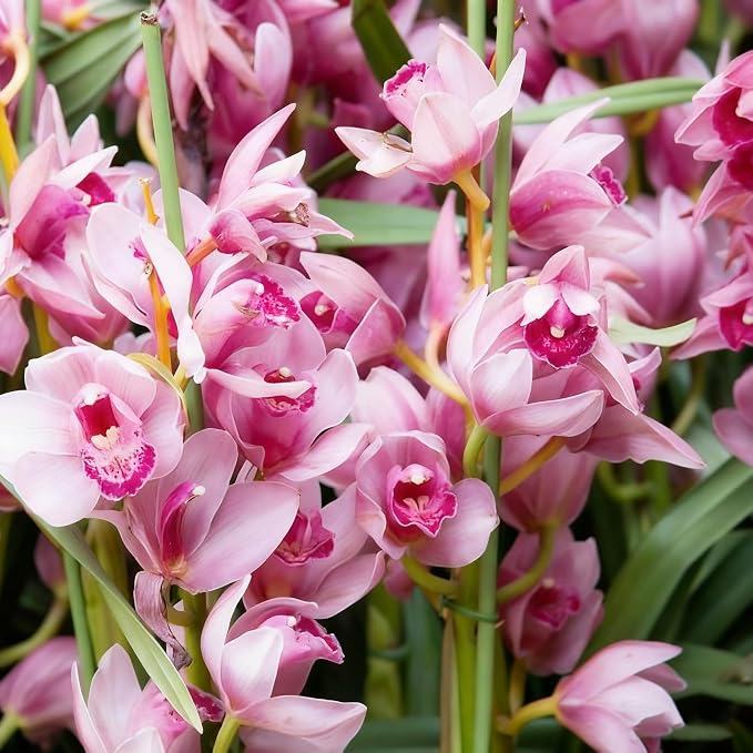 Cymbidium Flower Seeds for Planting Orchid, 100+ Mixed Color Cymbidium Seed, Perennial Plants, Non-GMO Heirloom Orchid Flowers Seeds for Home Decoration Garden Outdoor