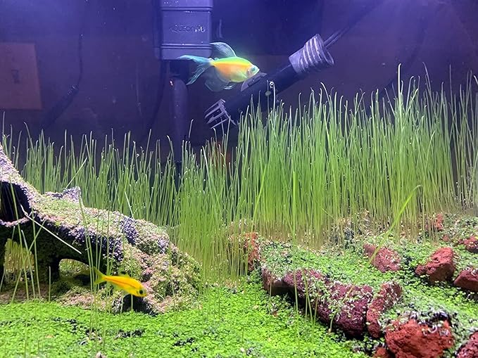 3 Bags Aquarium Plant S.e.e.d set, not aritifical plastic, Fresh Water Grass for Fish Tank zmml4