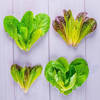 AeroGarden Mixed Romaine Lettuce Seed Pod Kit (7-pod)
