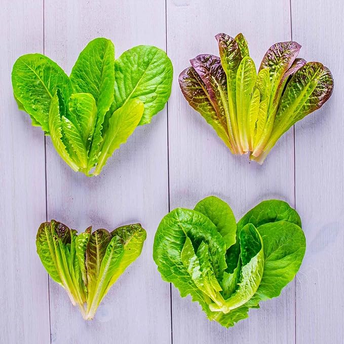 AeroGarden Mixed Romaine Lettuce Seed Pod Kit (7-pod)
