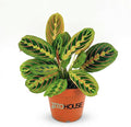 Live Red Maranta Prayer Plant in 4” Pot | Pet Friendly Indoor Houseplant | Leaves Move & Fold at Night | Easy Care Fast Growing Plant for Home, Office & Apartment Décor | Gift by JitoHouse