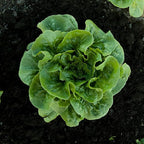 Bonnie Plants Green Romaine Lettuce 19.3 oz. 4-pack