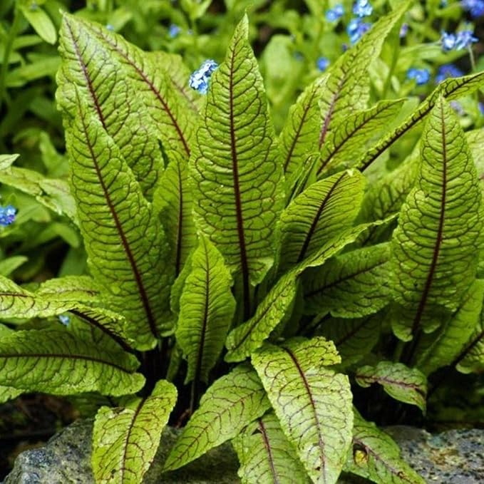 Bloody Dock, a Great Live Pond Plant for Your Water Garden. Filters koi and Goldfish Ponds. Good for Bogs, Plant Shelf or Shallow Water This marginal Aquatic is a Real Beauty