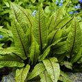 Bloody Dock, a Great Live Pond Plant for Your Water Garden. Filters koi and Goldfish Ponds. Good for Bogs, Plant Shelf or Shallow Water This marginal Aquatic is a Real Beauty
