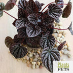 Essential Houseplant Collection (4PK) Live Plants Indoor Plants Live Houseplants in Plant Pots, Easy House Plants Indoors Live, Snake Plant, Pothos in Potting Soil, Clean Air Plants by Plants for Pets