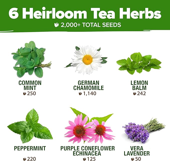 HOME GROWN Medicinal Herb Seeds Vault – 2,000+ Seeds, 6 Non GMO Heirloom Varieties for Indoor & Outdoor Garden – Lavender, Chamomile, Mint, Lemon Balm, Peppermint, Echinacea