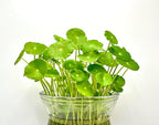 Pennywort Live Plant, Also Know as hydrocotyle vulgaris aqurium Plant, a Live Bundle Plant for Home or Garden, Easy to Grow in Pond or Moist Pot.