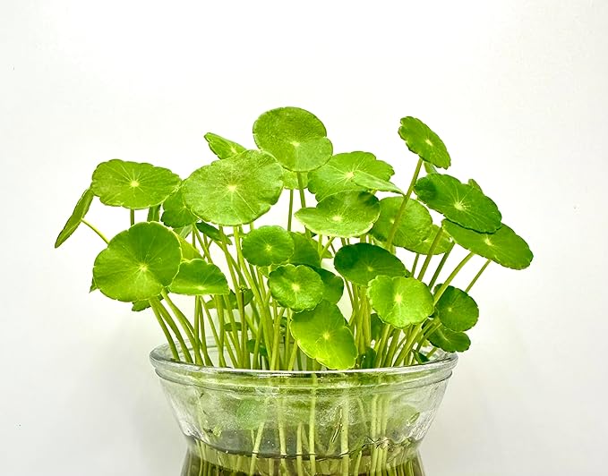 Pennywort Live Plant, Also Know as hydrocotyle vulgaris aqurium Plant, a Live Bundle Plant for Home or Garden, Easy to Grow in Pond or Moist Pot.
