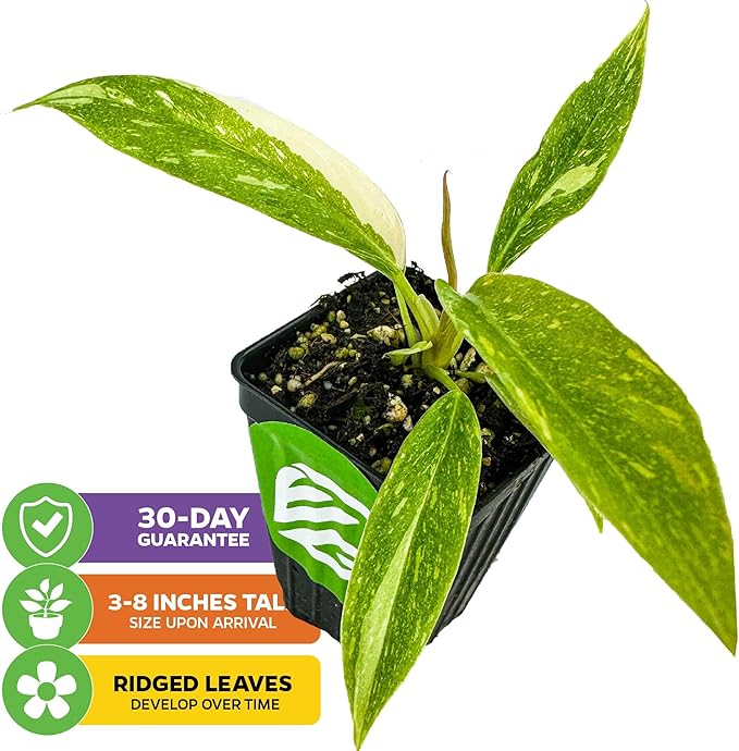 Philodendron 'Ring of Fire' Variegated Live Plant - Philodendron Wendlandii x P. Tortum by Wellspring Gardens - Rare Indoor Houseplants Ridge, Color-Splashed Leaves - Starter Plant