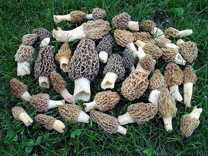 | Morel Mushrooms Spores 40 Grams in Sawdust Bag - Morchella Esculenta, True Morel Mushroom Growing Kit, Fresh Morel Mushroom Spores, Morel Mushroom Kit in 5 Gallons of Filtered