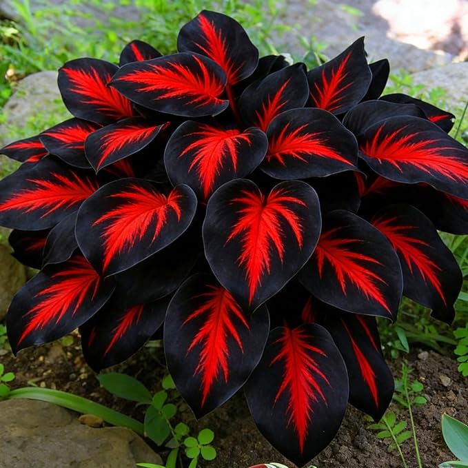 Hosta Seeds for Planting, 200+pcs Rare Perennial Hosta Flower Seeds, Non-GMO Heirloom Long Blooming Plants Shaded Entry Pathway Flowers for Garden Outdoors