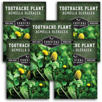 Toothache Plant Seeds for Planting - Acmella Oleracea Spilanthes Buzz Button Electric Daisy Medicinal Herb & Edible Flower - Heirloom Non-GMO Open Pollinated - Survival Garden Seeds (5 Pack)