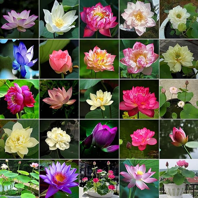 12pcs Bowl Lotus Seeds for Planting - Bonsai Lotus Seeds, Water Lily Flower, Aquatic Plants, Ideal for Ponds, Non-GMO Home Garden Plant Seeds, Flowering Aquatic Bonsai