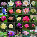 12pcs Bowl Lotus Seeds for Planting - Bonsai Lotus Seeds, Water Lily Flower, Aquatic Plants, Ideal for Ponds, Non-GMO Home Garden Plant Seeds, Flowering Aquatic Bonsai