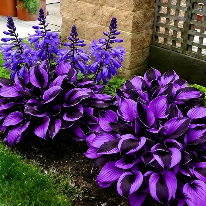 Hosta Seeds for Planting, 200+pcs Rare Perennial Hosta Flower Seeds, Non-GMO Heirloom Long Blooming Plants Shaded Entry Pathway Flowers for Garden Outdoors