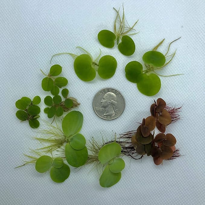 Aquarigram Floating Plant Combo Pack! (Amazon Frogbit, Red Root Floater, Dwarf Water Lettuce, Water Spangles) (Plants + Invisible Feeding Ring)