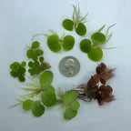 Aquarigram Floating Plant Combo Pack! (Amazon Frogbit, Red Root Floater, Dwarf Water Lettuce, Water Spangles) (Plants + Invisible Feeding Ring)