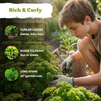 KVITER 700 Moss Curled Parsley Seeds (Petroselinum Crispum) - Curly Parsley, Rich Flavor, Cold Tolerant, Heirloom Seed Packets - Ideal Herb Seeds for Home Garden, Containers, Indoor Herb Growing