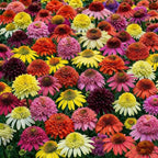 500+ Mix Double Echinacea Seeds - Double Coneflower Seeds Echinacea Flower Perennial Bloom Flowers Rare Plant
