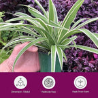 Variegated Spider Plant 'Airplane' - Air-Purifying, Low Maintenance, Thrives in Home & Office - Perfect for Plant Enthusiasts - Live houseplant in Potting Soil