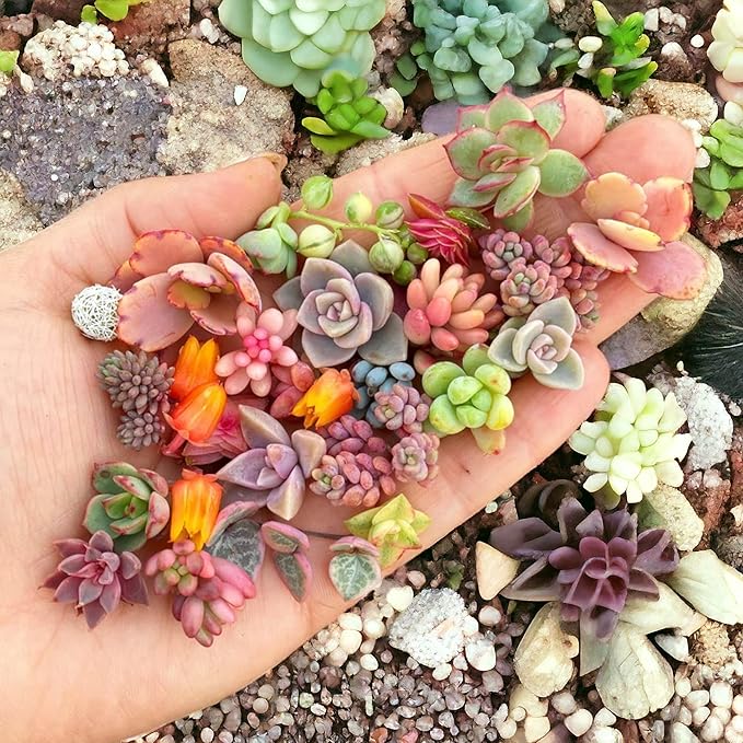 200pcs Rare Mixed Succulent Seeds - Beautiful and Colorful Collection for Indoor and Outdoor Gardens