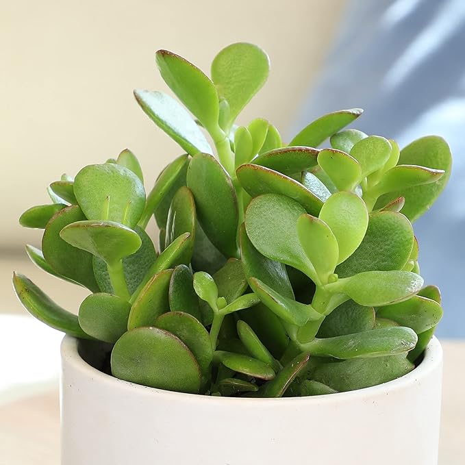 Altman Plants Classic Jade Plant Pack (3PK) Easy Plants, Variegated 'Mosaic' Jade Plants, Lemon Lime Succulent Plants, Live Succulents, Live Plants & Live House Plants in 3.5" Pots with Succulent Soil