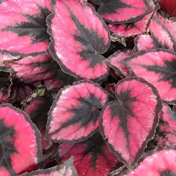 Red Kiss Begonia - Live Starter in a 2 Inch Pot - Begonia Rex 'Red Kiss' - Extremely Rare and Beautiful Vining Indoor Houseplant - Air Purifying