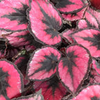 Red Kiss Begonia - 3 Live Starters in 2 Inch Pots - Begonia Rex 'Red Kiss' - Extremely Rare and Beautiful Vining Indoor Houseplant - Air Purifying