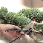 BambooMN Bonsai Tool Kit - 8" Concave Cutter & 8" Knob Cutter - 10 Sets