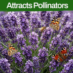 LUOJIBIE Lavender Seeds, 20000+ Seeds Bulk Pack, 2026 Lavender Seeds for Planting Outdoor, High Germination Non-GMO, Wildflower Seeds for Planting Indoor Outdoor, Open Pollinated