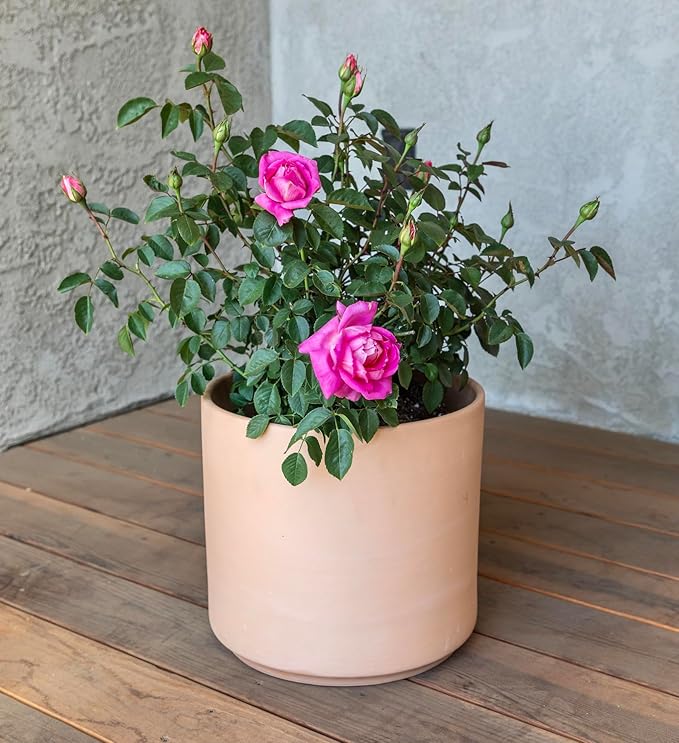 Fresh Roses for Delivery Prime, Pink Roses Live Rose Bush Plants, Indoor Rose Plant Lover Gifts, Fresh Flowers for Delivery Prime, Potted Rose Plant Live Plants, Live Outdoor Plants by Plants for Pets